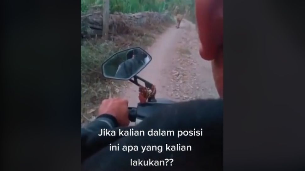 Viral Video Pemotor Papasan Sama Macan, Warganet Ikut Tahan Napas