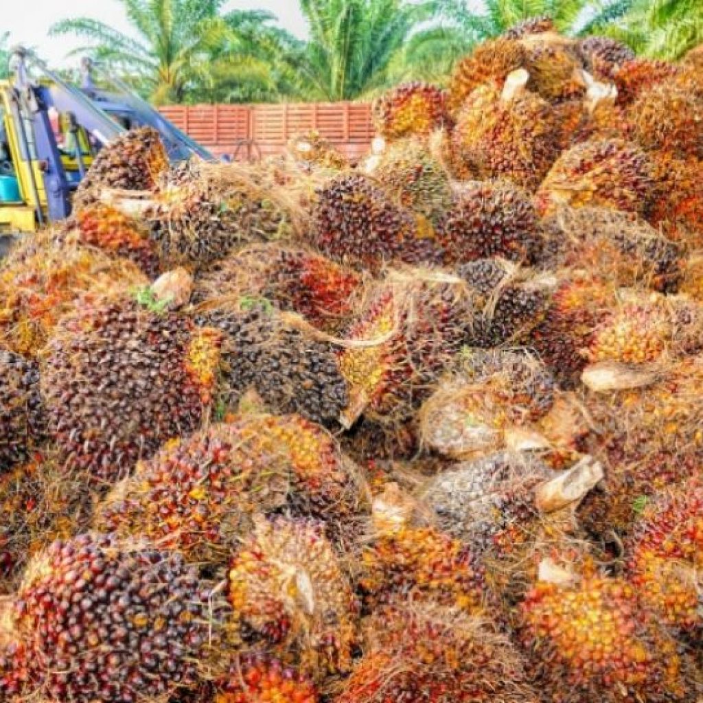 Indonesia Terancam Kehilangan Rp 43 Triliun Imbas Larang Ekspor Minyak Goreng?