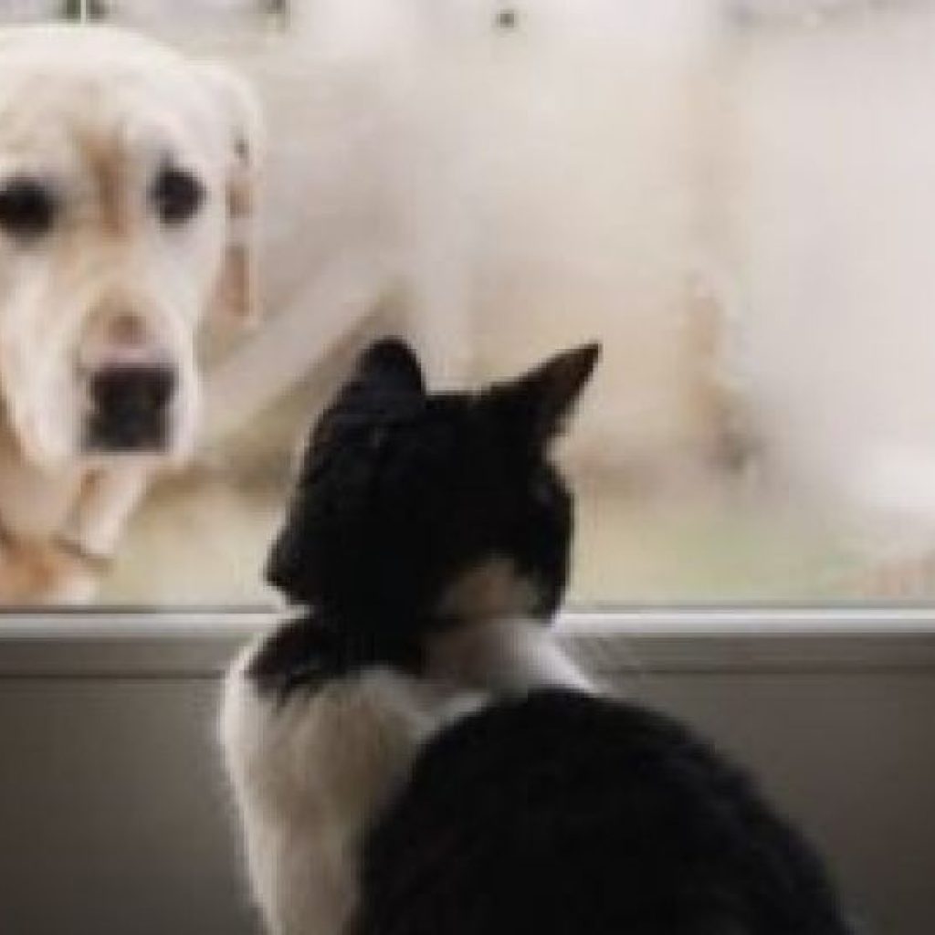 Tes Kepribadian Anjing VS Kucing: Ungkap Caramu Menyelesaikan Masalah