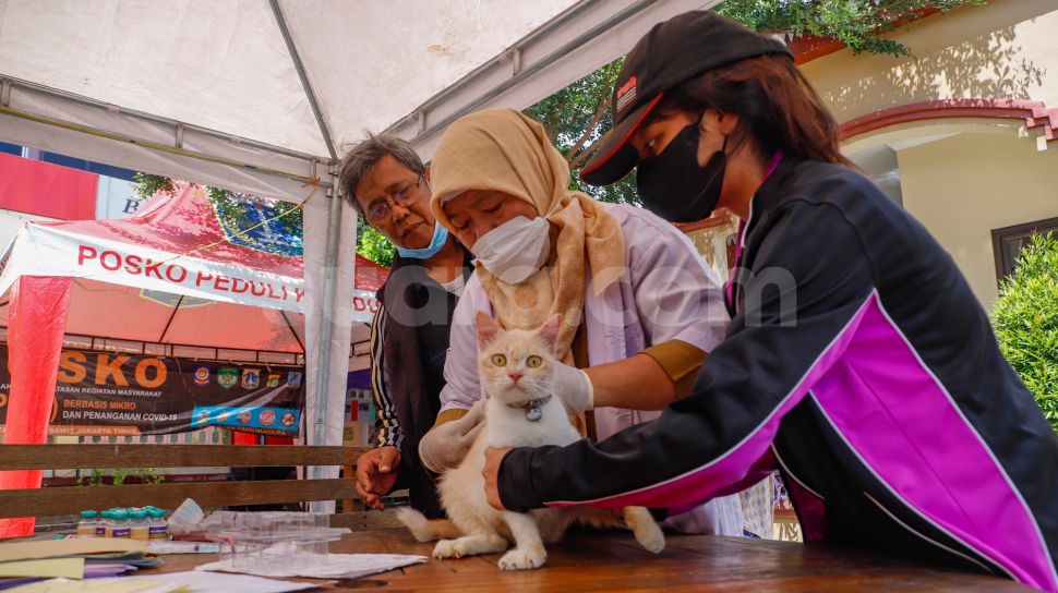 Petugas menyuntikkan vaksin rabies kepada sejumlah hewan peliharaan milik warga di Kantor Kecamatan Duren Sawit, Jakarta Timur, Selasa (7/6/2022). [Suara.com/Alfian Winanto]