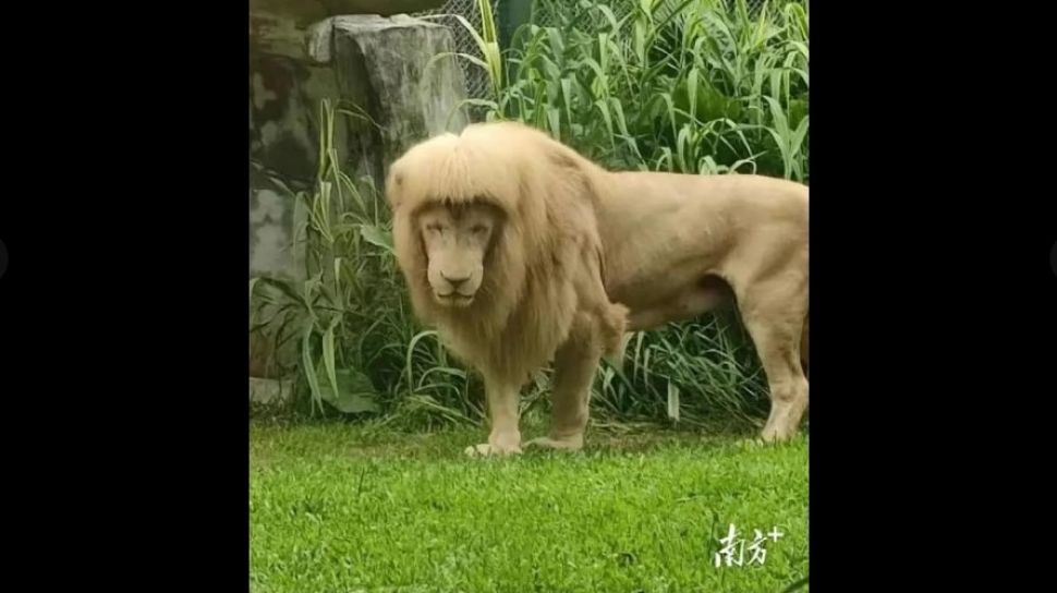 Aneh Banget, Viral Wujud Singa dengan Potongan Rambut Bergaya Retro